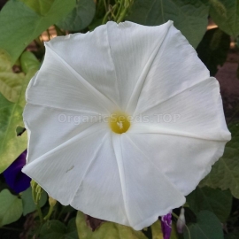 «Giant White» - Organic Ipomoea Seeds
