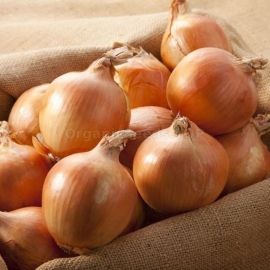 «Strigunovsky» - Organic Onion Seeds