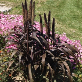 Фото «Purple Baron» - Organic Pennisetum Seeds