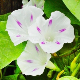 «Milky Way white with a star» - Organic Ipomoea Seeds