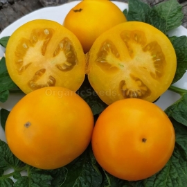 Фото «Golden Dust» - Organic Tomato Seeds