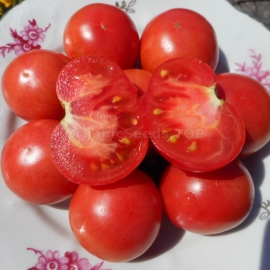 «Dwarf Perth Pride» - Organic Tomato Seeds