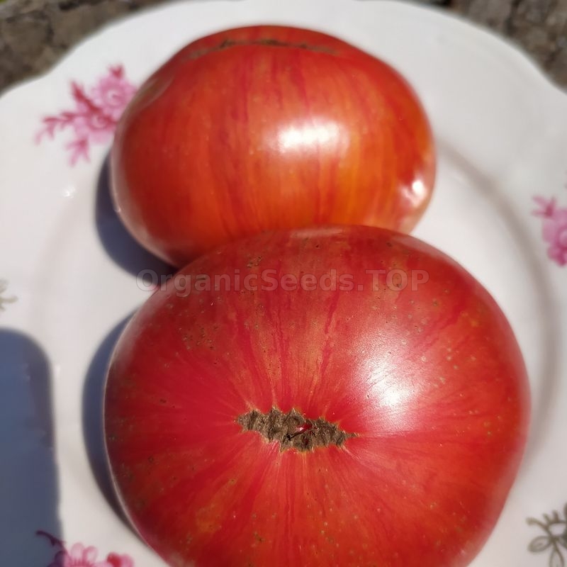 «Dwarf Firebird Sweet» - Organic Tomato Seeds - Shipping is free for