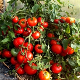 «Mongolian Dwarf» - Organic Tomato Seeds