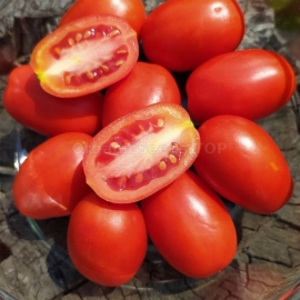 «Plum Frodo» - Organic Tomato Seeds