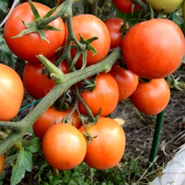 «Yamal 200» - Organic Tomato Seeds