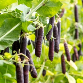 «Purple Blauwschokker» - Organic Pea Seeds