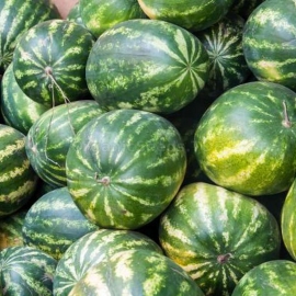 «Borchansky» - Organic Watermelon Seeds