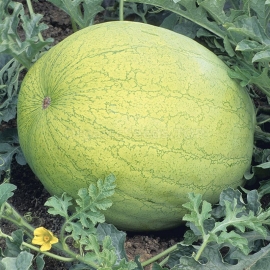 «Gray Bell» - Organic Watermelon Seeds