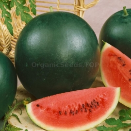 Фото «Pretty boy» - Organic Watermelon Seeds
