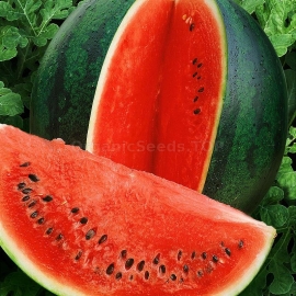 Фото «Sugar Baby» - Organic Watermelon Seeds