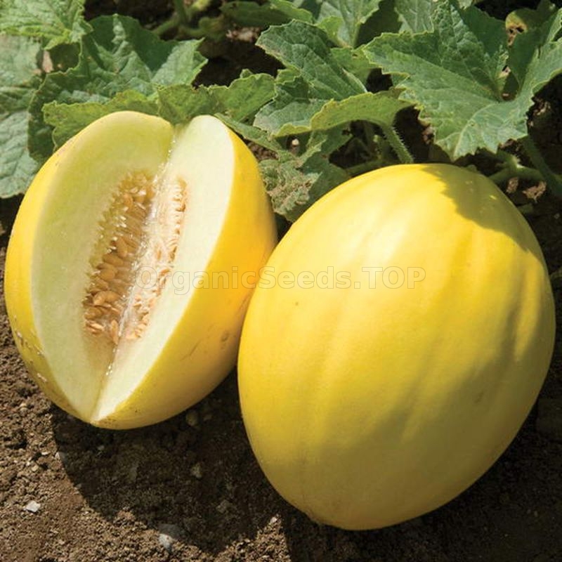 Melon seeds Golden Ukraine heirloom Organic Vegetable seeds 