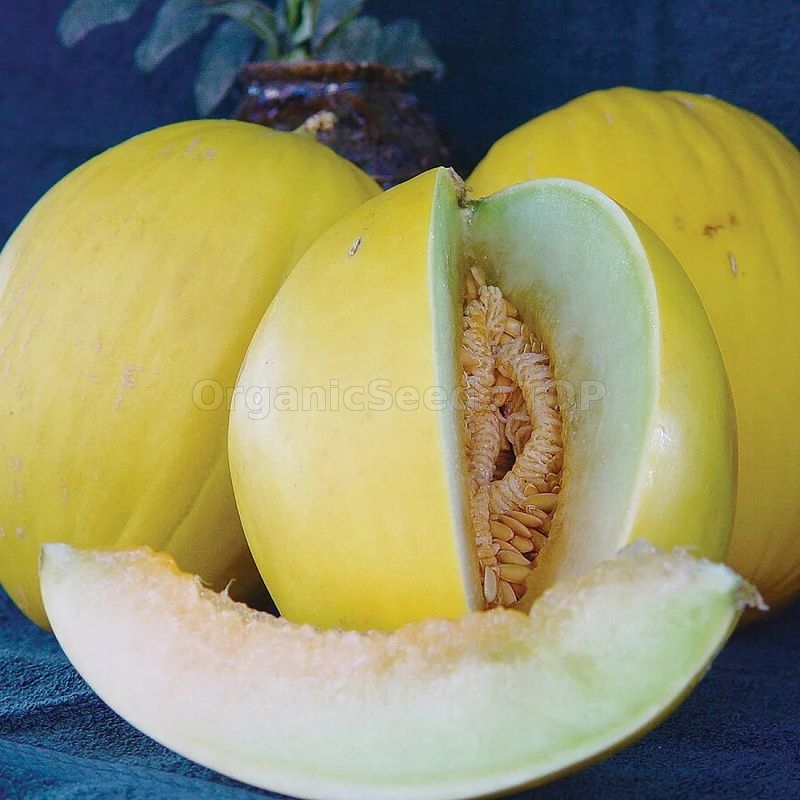 Melon seeds Golden Ukraine heirloom Organic Vegetable seeds 