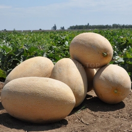 Фото «Raymond» - Organic Melon Seeds