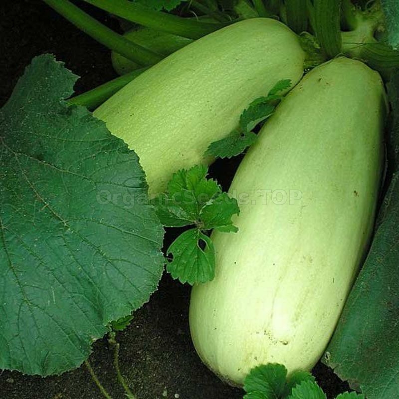 Rare Original Vegetable Squash Seeds Svitozar Heirloom Seeds From Ukraine Zucchini
