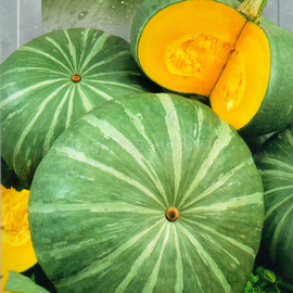 «Medicinal» - Organic Pumpkin Seeds