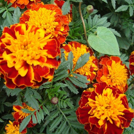 «Red Brocade» - Organic Dwarf Marigold Seeds