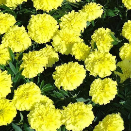 «Lemon Drop» - Organic Dwarf Marigold Seeds