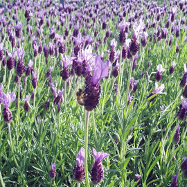 Organic Purple Broadleaf Lavender Seeds