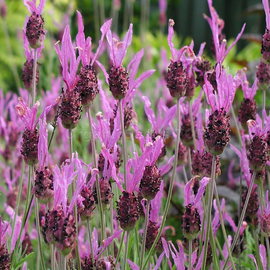 Organic Purple-pink Broadleaf Lavender Seeds