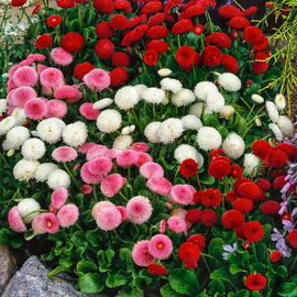 Organic Large-flowered bellis seeds (mix)