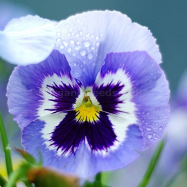 «Swiss giant Adonis» - Organic Viola Seeds
