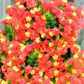«Apricot Garland» - Organic Limonium Seeds
