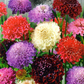 «Mix» - Organic Scabiosa Dwarf Terry Seeds