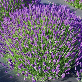 «Munstead» - Organic Narrow-leaved Lavender Seeds