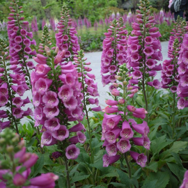 «Purple Muse» - Organic Foxglove Seeds