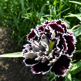 «Black and White» - Organic Carnation Seeds