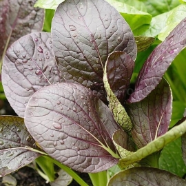 «Komatsuna Red» - Organic Spinach Seeds