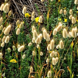 Фото Organic Lagurus Seeds (Lagurus ovatus)