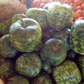 Фото «Big Apple» - Organic Calabash Seeds