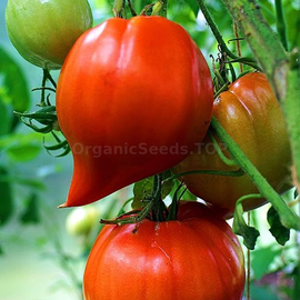 «Venera» - Organic Tomato Seeds