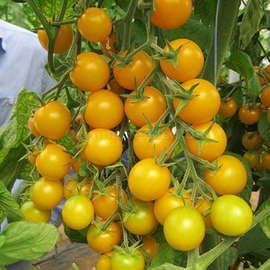 «Grandson of the crown prince» - Organic Tomato Seeds