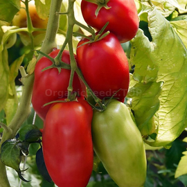 «Jersey Devil» - Organic Tomato Seeds
