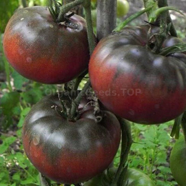 «Calvados» - Organic Tomato Seeds