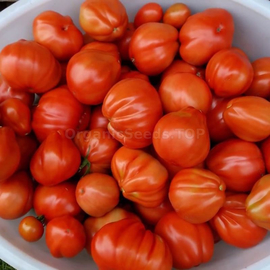 «Pot-bellied hut» - Organic Tomato Seeds