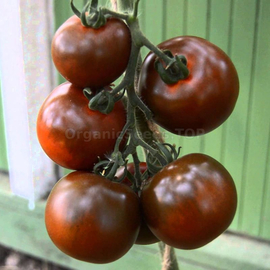 «Cossack» - Organic Tomato Seeds