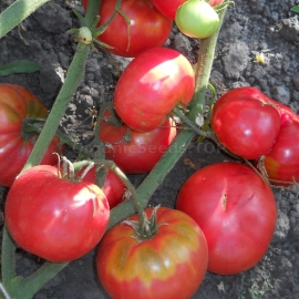 «Rose of Altai» - Organic Tomato Seeds