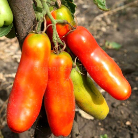 «Lady fingers» - Organic Tomato Seeds