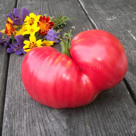 «Altai Honey» - Organic Tomato Seeds