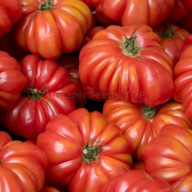 Фото «Costoluto Genovese sel Valente» - Organic Tomato Seeds