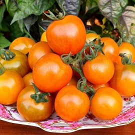 Фото «Dark Orange Muscat» - Organic Tomato Seeds