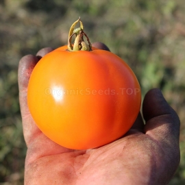 Фото «Earl of Edgecombe» - Organic Tomato Seeds