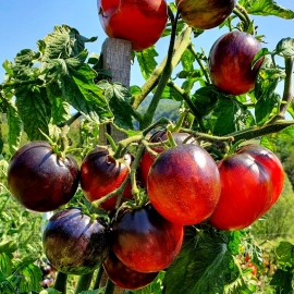 Фото «Dark Tiger» - Organic Tomato Seeds