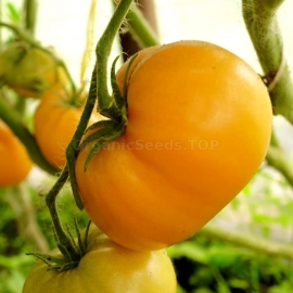 «Loxton Lad» - Organic Tomato Seeds