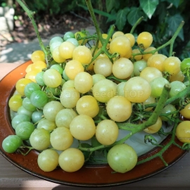 Фото «Reinhard's Goldkirsche» - Organic Tomato Seeds