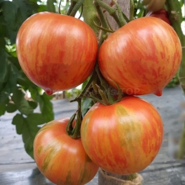 «Striped Pointed Pink + Kozula 133» - Organic Tomato Seeds